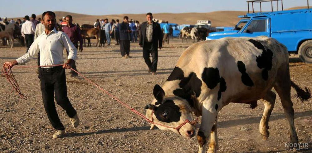 قربانی عید قربان بر چه کسانی واجب است