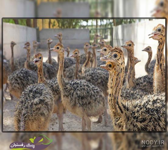 قیمت شتر مرغ