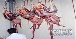 قیمت گوشت شتر مرغ در تهران
