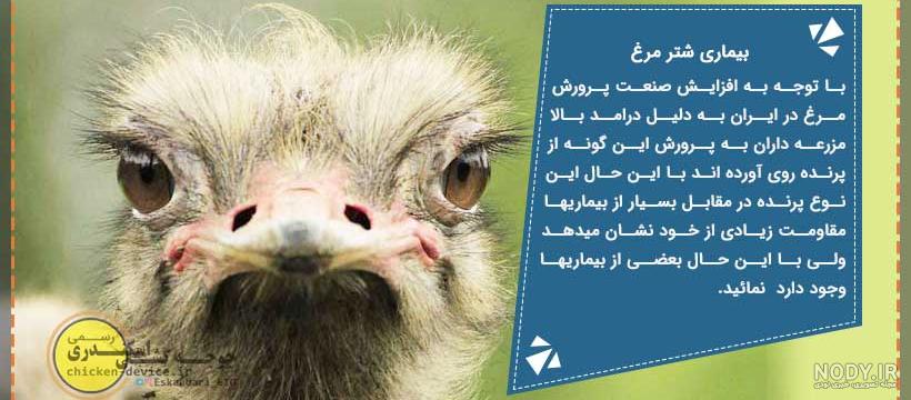 معایب پرورش شتر مرغ