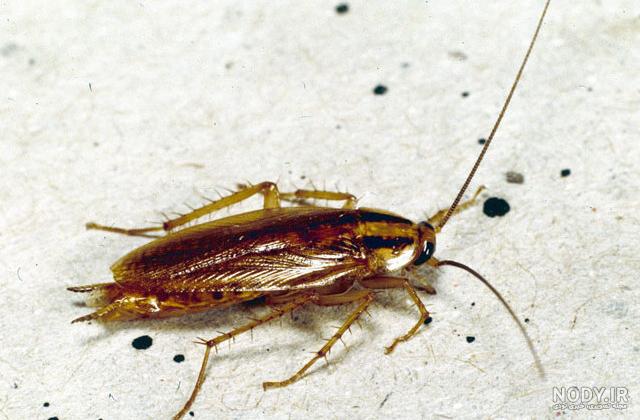 موریانه چوب خشک موریانه چوب خشک