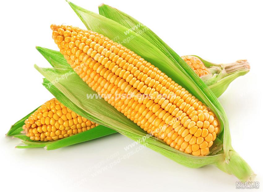 نقاشی ذ رت