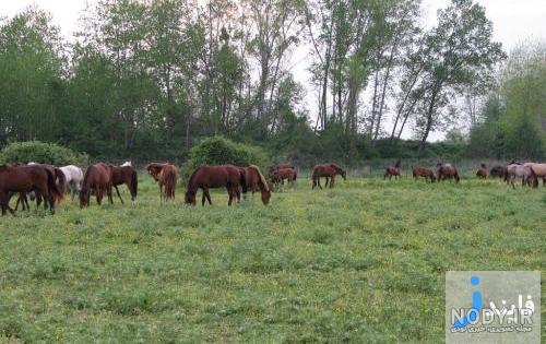 نقشه روستای صفرابسته آستانه اشرفیه