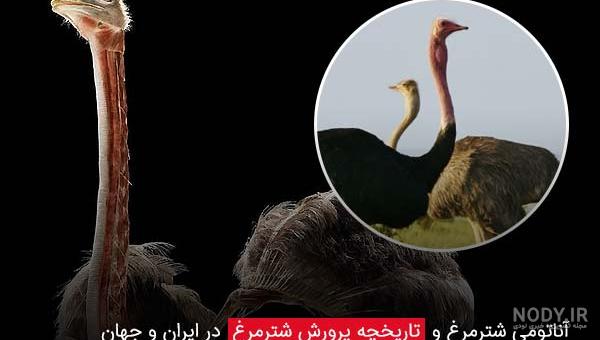 پرورش شتر مرغ در خانه