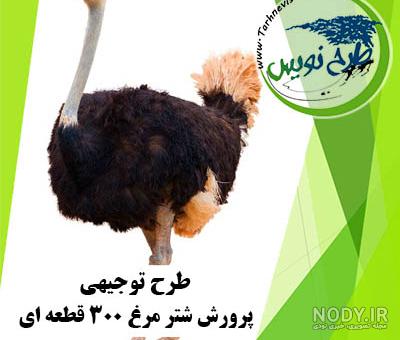 پرورش شتر مرغ در هزار متر