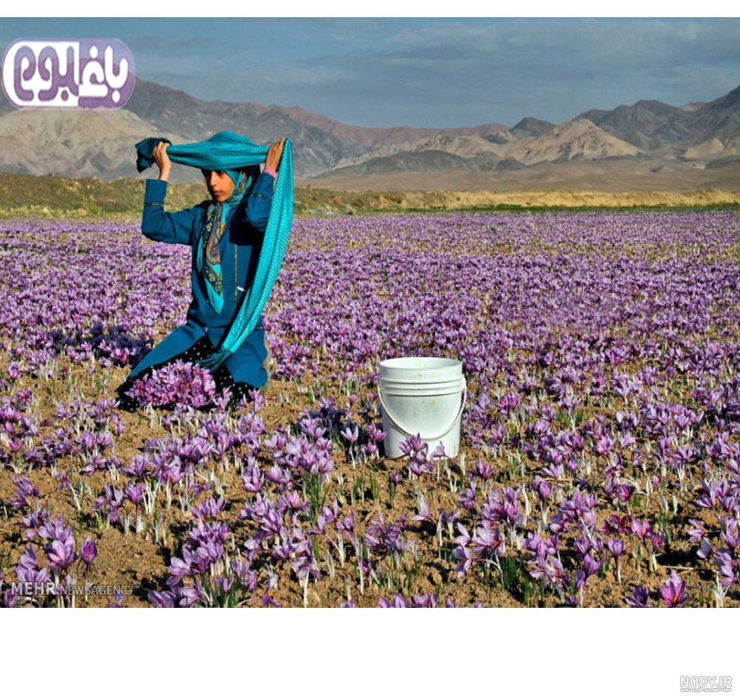 پیاز زعفران رایگان