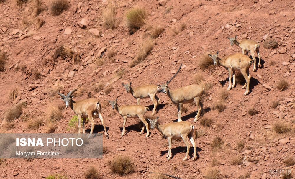 کبک گونه نماینده