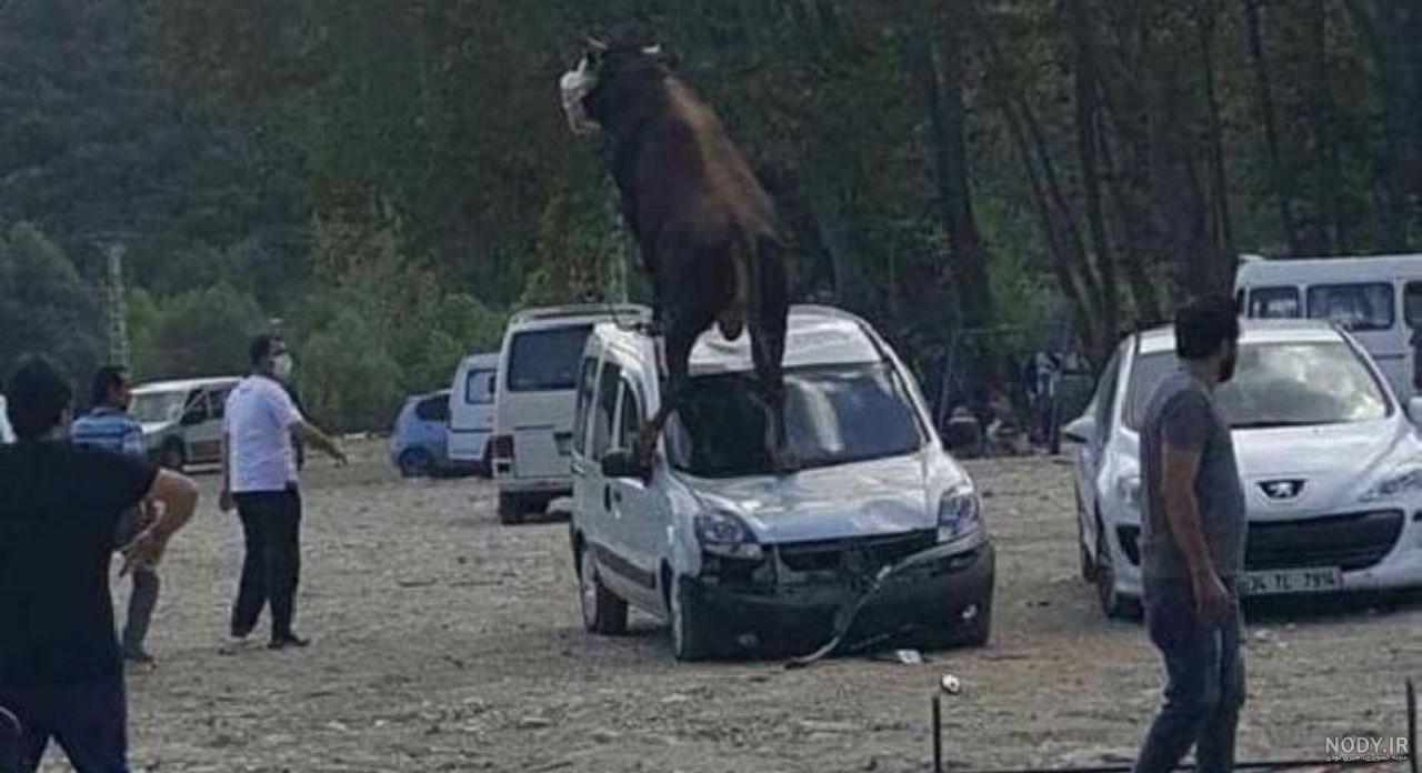گاو قربانی در ایران