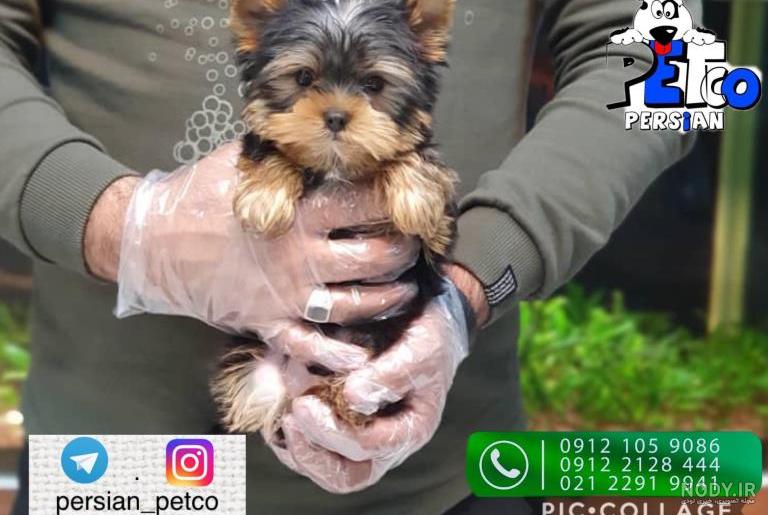 قیمت سگ عروسکی ارزان