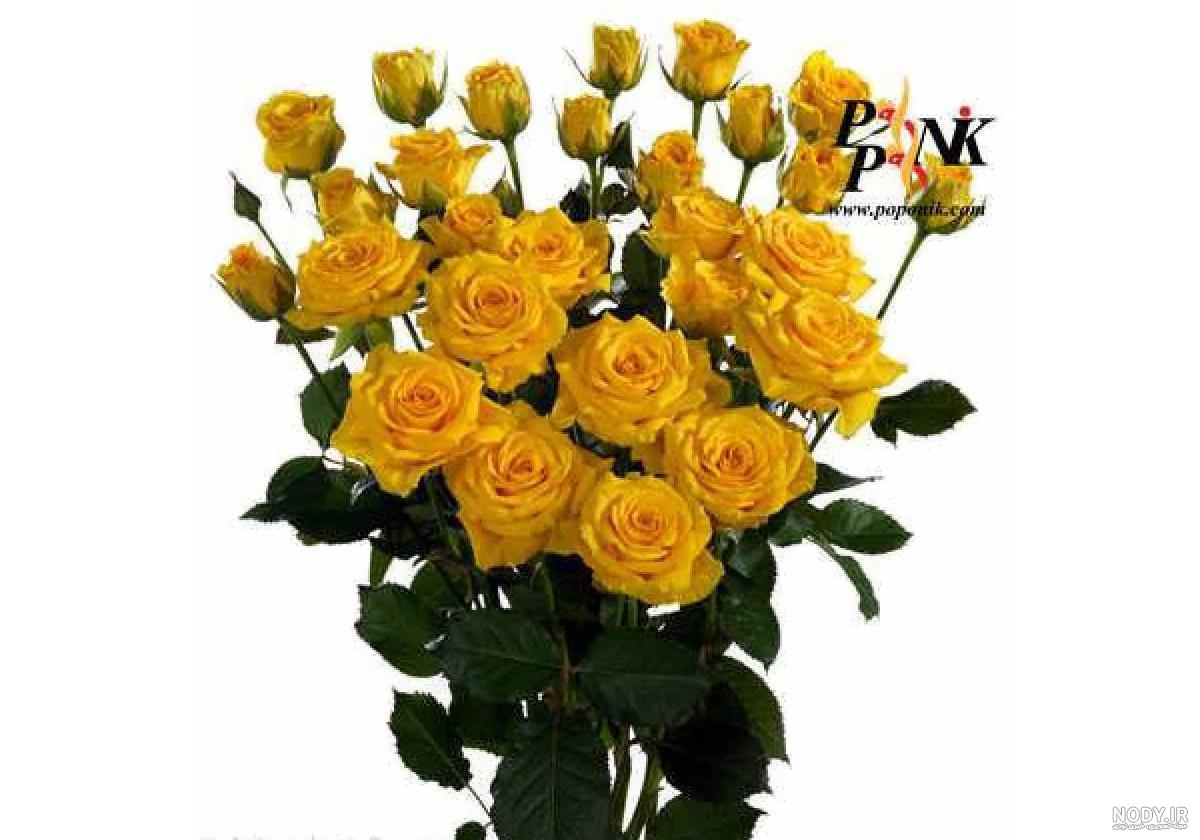  عکس گل زرد برای پروفایل واتساپ