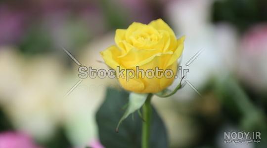  عکس گل زرد برای پروفایل واتساپ