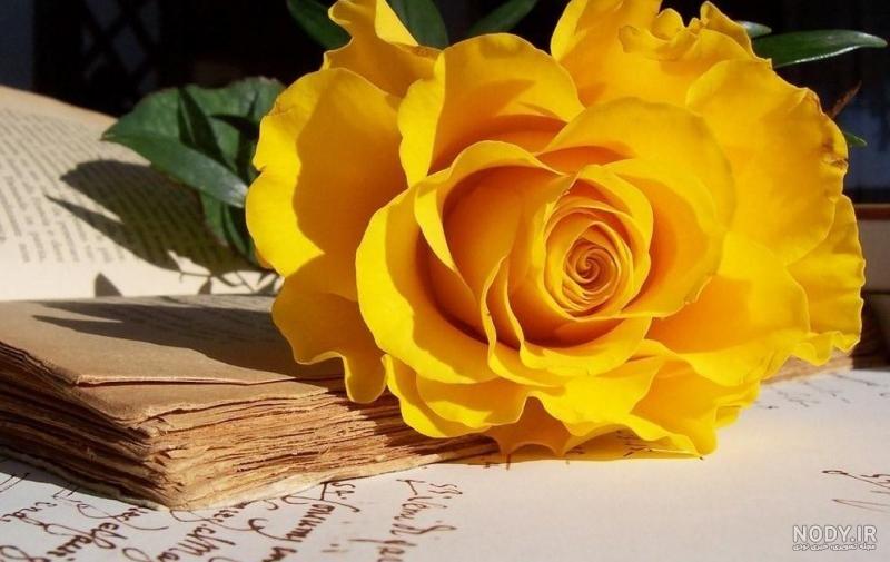 عکس گل زرد برای پروفایل واتساپ