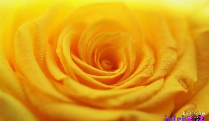  عکس گل زرد برای پروفایل واتساپ