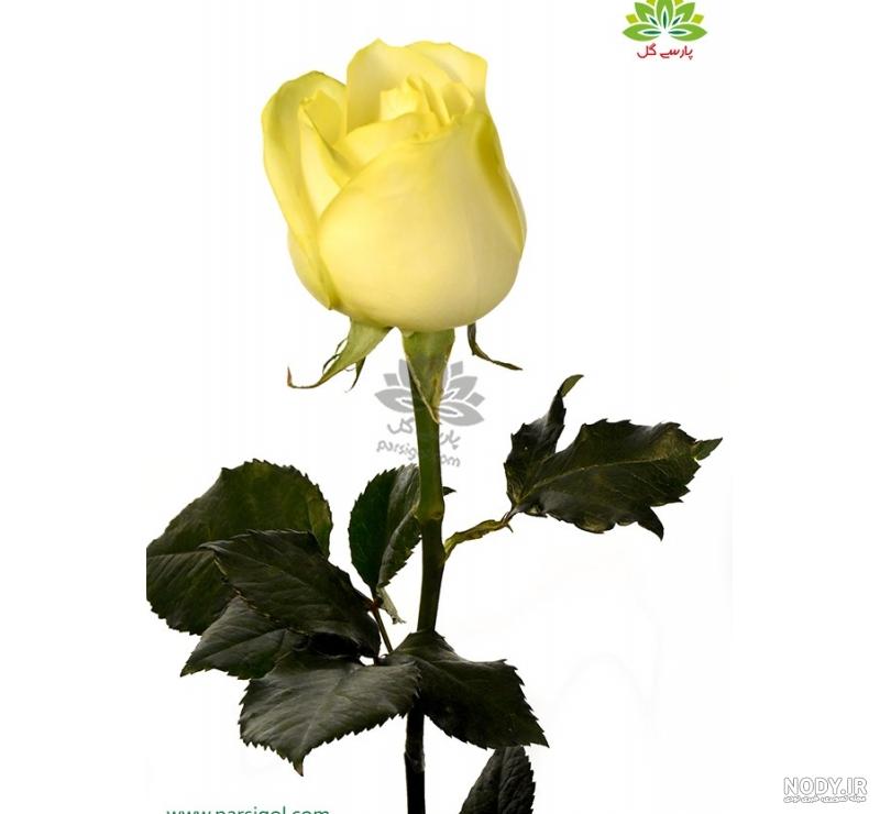  عکس گل زرد برای پروفایل واتساپ