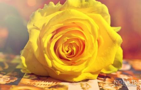  عکس گل زرد برای پروفایل واتساپ