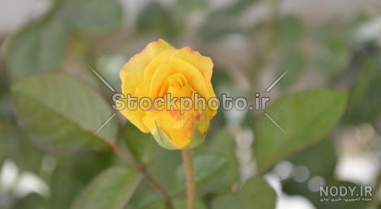  عکس گل زرد برای پروفایل واتساپ