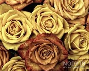  عکس گل زرد برای تصویر زمینه