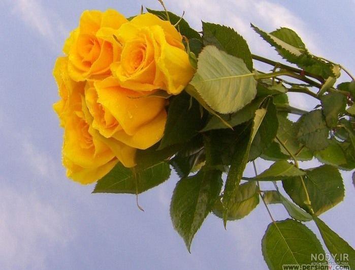  عکس گل زرد برای پروفایل واتساپ