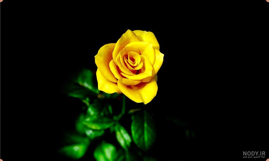  عکس گل زرد برای پروفایل واتساپ