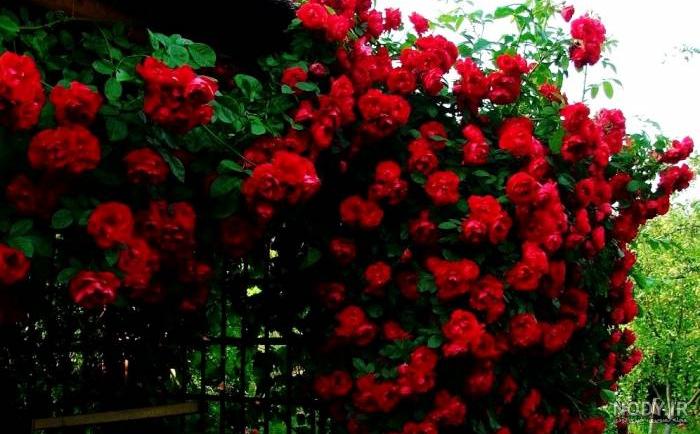بذر گل رز رونده بذر گل رز رونده