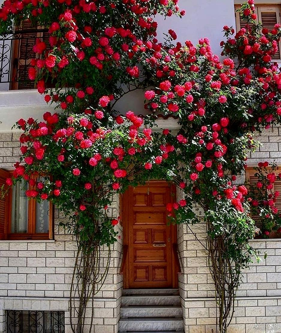 بذر گل رز هلندی دیجی کالا بذر گل رز هلندی دیجی کالا