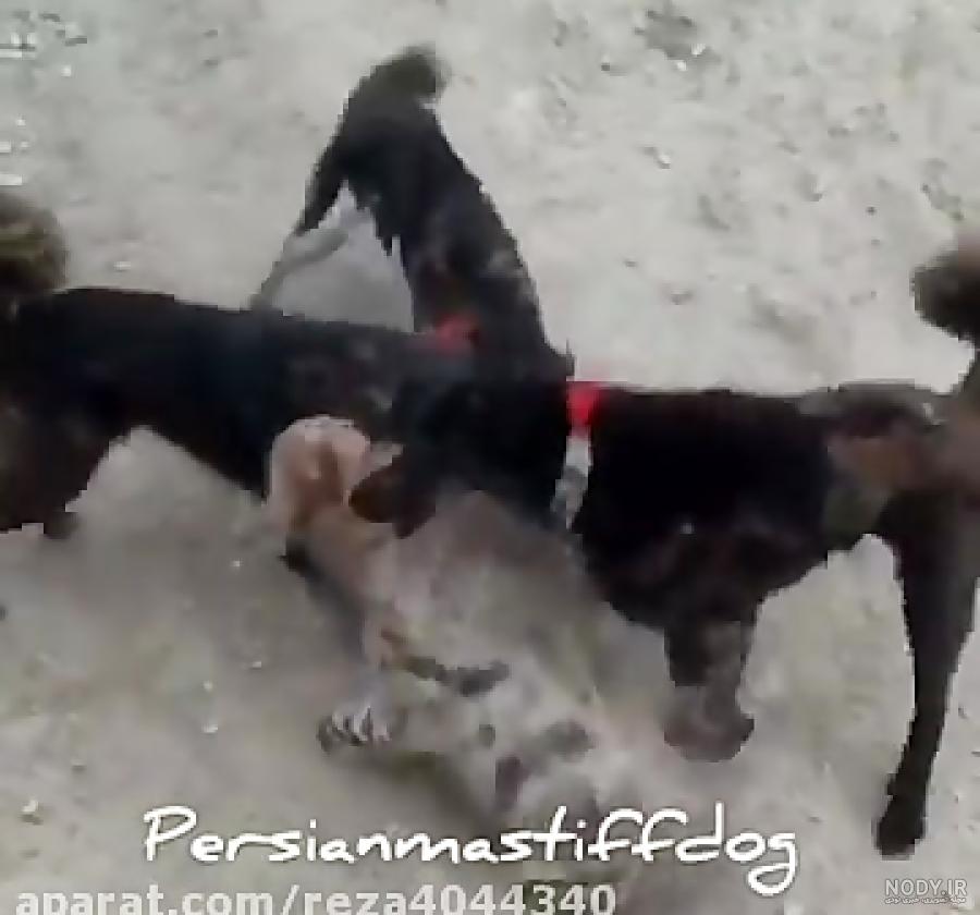 بزرگترین سگ قدرجونی دعوا بزرگترین سگ قدرجونی دعوا