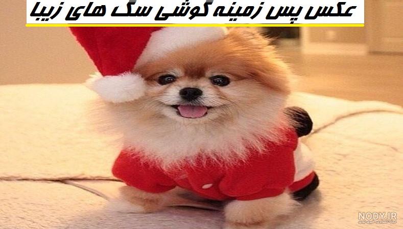 بزرگترین سگ ماستیف