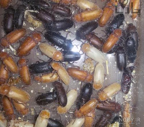 خرید سوسک تاریکی اصفهان خرید سوسک تاریکی اصفهان