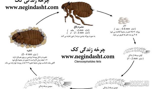 درمان کنه در انسان