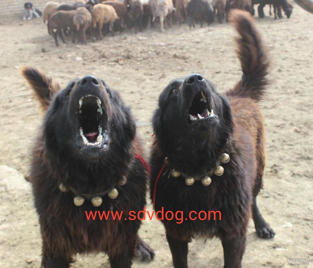دعوای سگ قدرجونی دعوای سگ قدرجونی