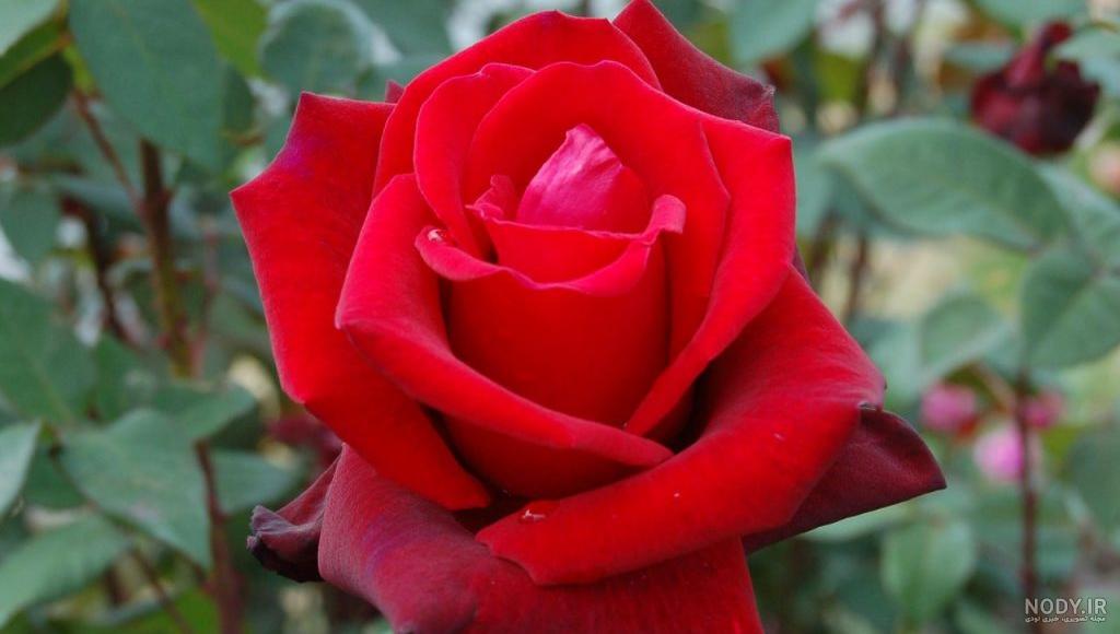 رز رونده زرد رز رونده زرد