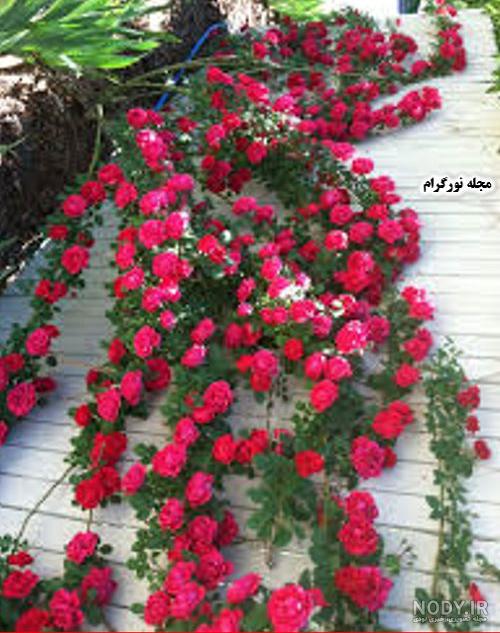 رز رونده ساناز رز رونده ساناز