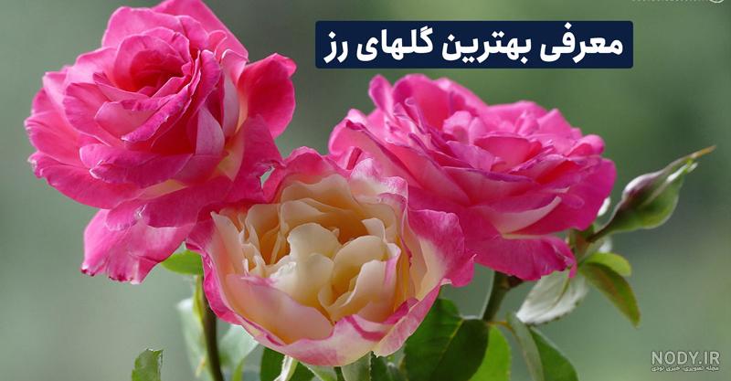 رز رونده معطر رز رونده معطر