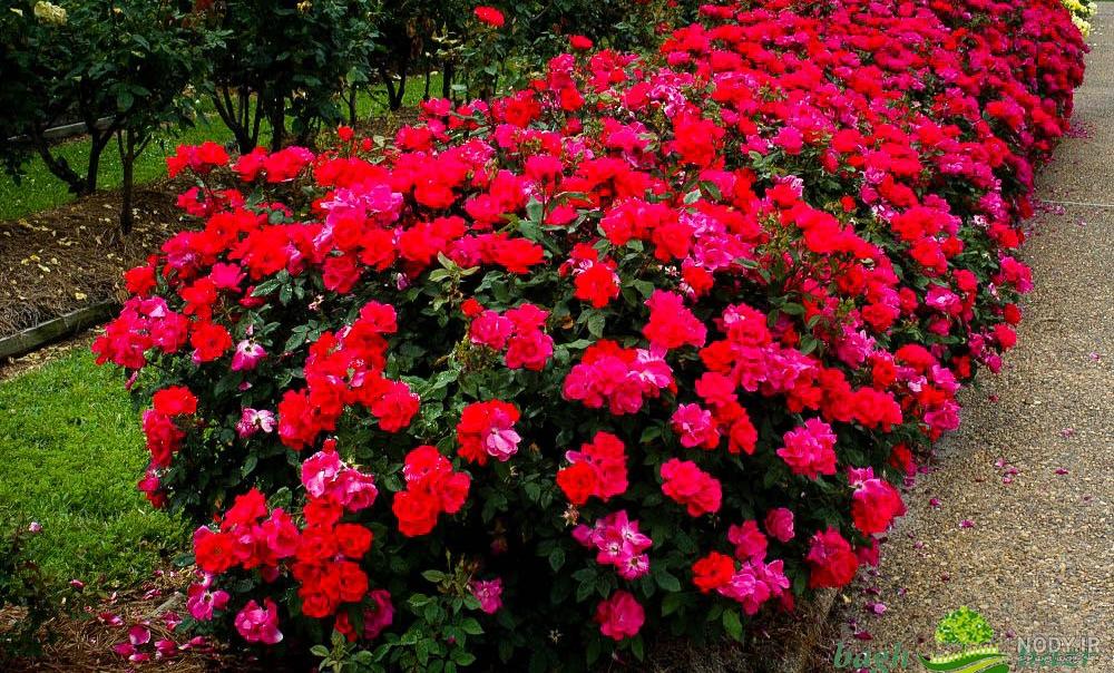 رز رونده هلندی رز رونده هلندی