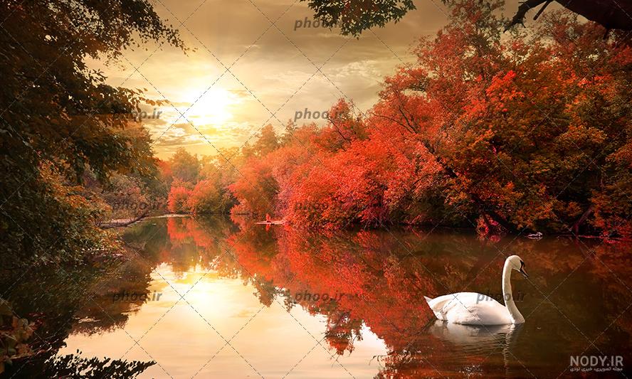 زیباترین عکس قو زیباترین عکس قو