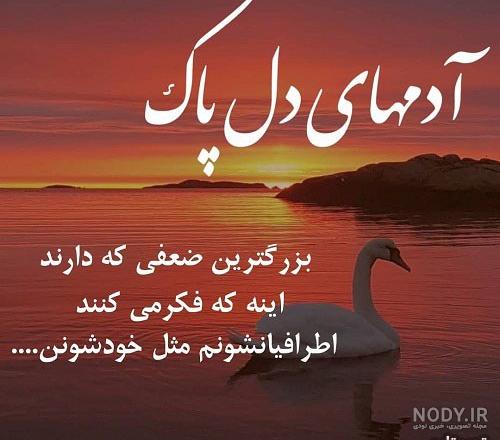 زیباترین عکس قو زیباترین عکس قو