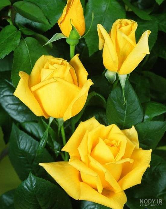 زیباترین عکس گل رز زرد