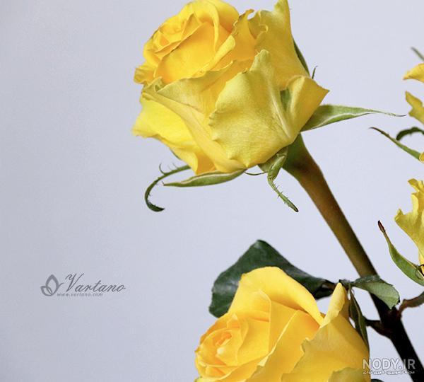 زیباترین عکس گل رز زرد