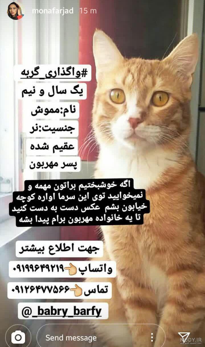 شعر در مورد گربه صفت شعر در مورد گربه صفت
