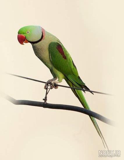 طوطی ملنگو نر بهتره یا ماده