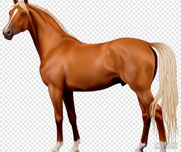 عکس اسب سیاه ترکمن عکس اسب سیاه ترکمن