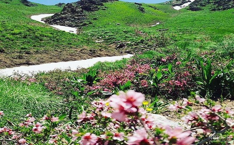 عکس بهار کردستان عکس بهار کردستان