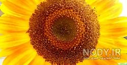 عکس روی تو چو در آینه جام افتاد اضافه استعاری