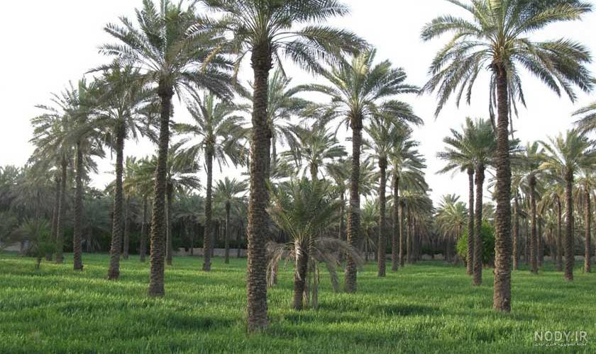 عکس شهر جهرم استان فارس عکس شهر جهرم استان فارس