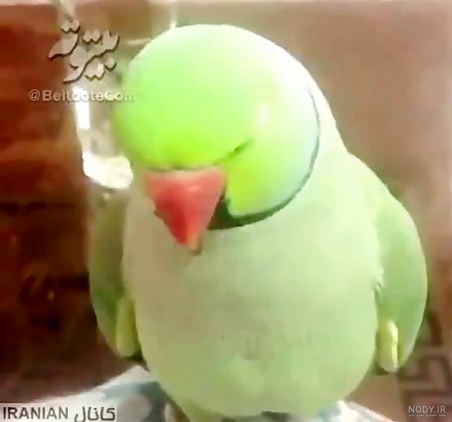 عکس طوطی ملنگو ماده