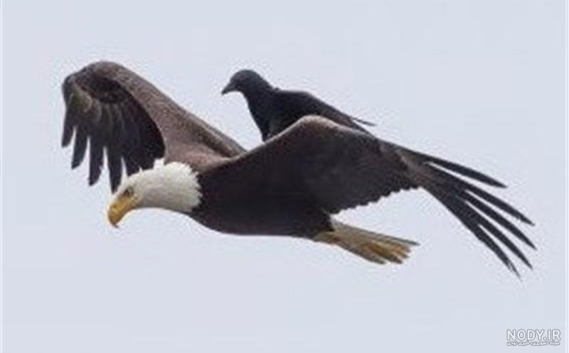 عکس عقاب تنها