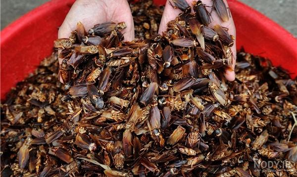 عکس غذا سوسک عکس غذا سوسک