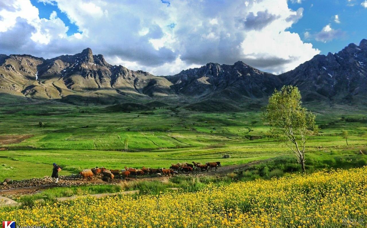 عکس فصل بهار کردستان عکس فصل بهار کردستان