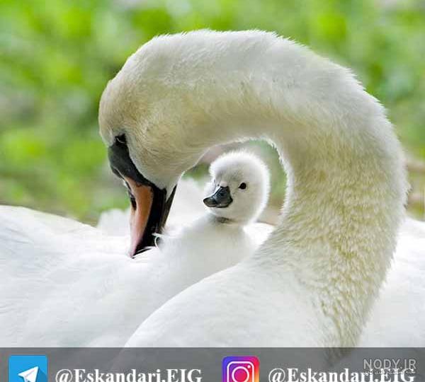 عکس قو صورتی عکس قو صورتی