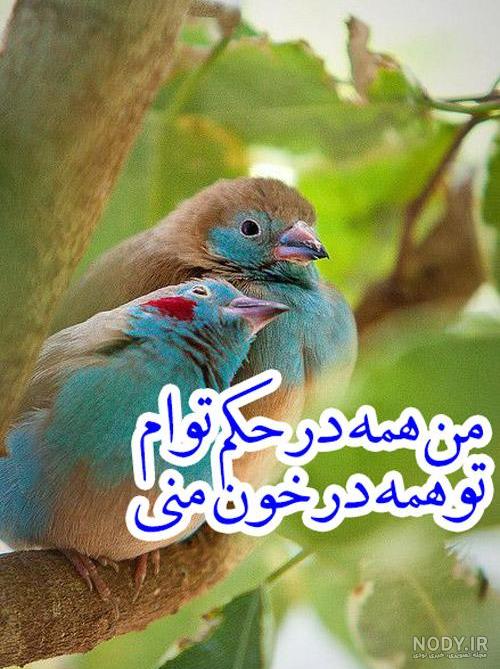 عکس قو صورتی عکس قو صورتی